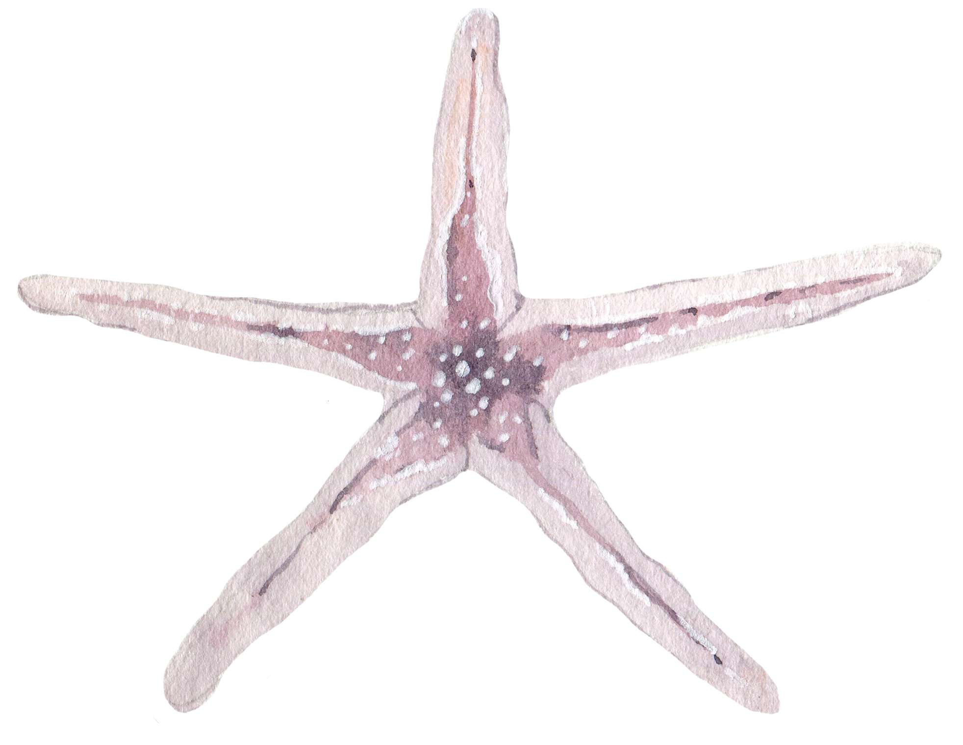 estrella de mar